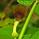 Illustration for article titled Scientists Have Just Discovered A New and Insane Pollination System